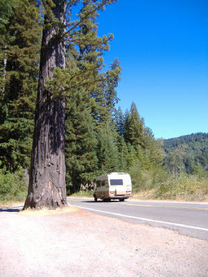 CA-Redwood.JPG